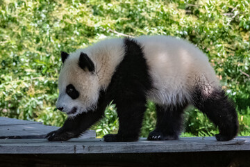 A giant panda, a cute baby panda walking, funny animal
