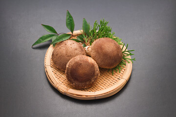 Shiitake mushuroom on black background (Called Shiitake in Japan)