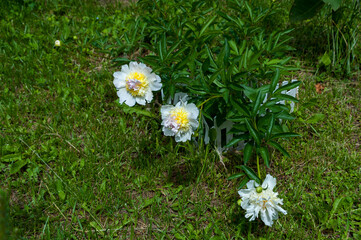 White peonies grow on the lawn