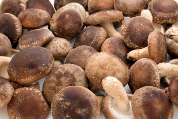 Shiitake mushuroom (Called Shiitake in Japan)