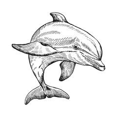 Hand drawn dolphin. Vector illustration in sketch style. Jumping dolphin isolated on white background. - obrazy, fototapety, plakaty