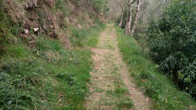 dirt path with grass on the hiking trail along the mighty Sor River at the beginning of spring on a bright day. Shot traveling forward. Lugo, Galicia, Spain