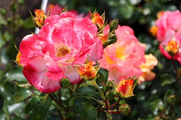 Airbrush rose flower head at the Guldemondplantsoen Rosarium Boskoop
