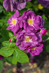 Rhapsody in Blue rose flower head at the Guldemondplantsoen Rosarium Boskoop