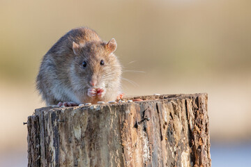 rat eating food 