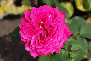 'Gräfin Diana' rose flower head at the Guldemondplantsoen Rosarium Boskoop