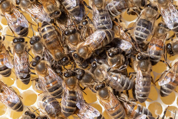 bees on  honeycomb