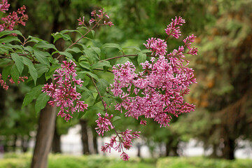 Obraz premium Lilac flower on branch
