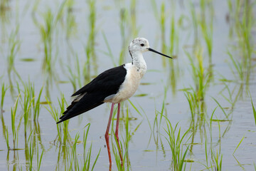 荒天を迎えるセイタカシギ