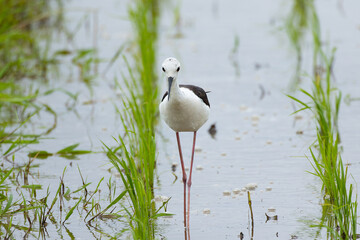 獲物に気づかれないように静止するセイタカシギ