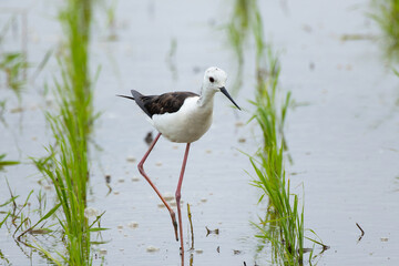 小雨が降る中水田を歩くセイタカシギ