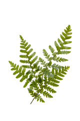 シダ植物素材、切り抜きpng © 喜一朗宮本
