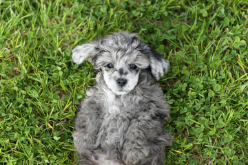 Fototapeta premium Cute little poodle puppy in nature. Little puppy lies on the grass