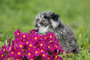 Fototapeta premium Cute little poodle puppy in nature. Puppy with flowers