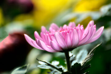 pink  chrysanthemum flower