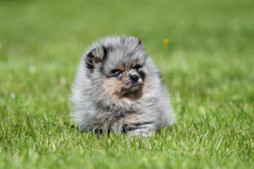 Cute little Pomeranian puppy sitting in the grass