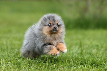 Cute funny Pomeranian puppy runs through the grass