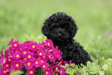 Cute little poodle puppy in nature. Puppy with flowers