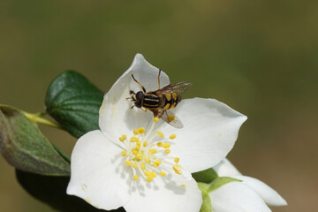 Sun fly, Tiger Marsh Fly (Helophilus pendulus). family hoverflies (Syrphidae) on a flower of a Philadelphus coronarius (sweet mock orange, English dogwood) of the family Hydrangeaceae.  