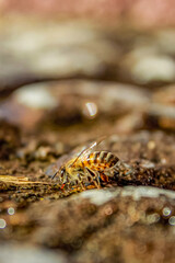 butterfly on a leaf