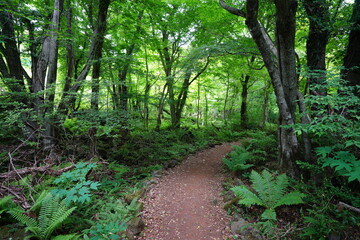 path through lively spring forest