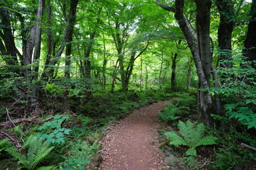Fototapeta premium path through lively spring forest