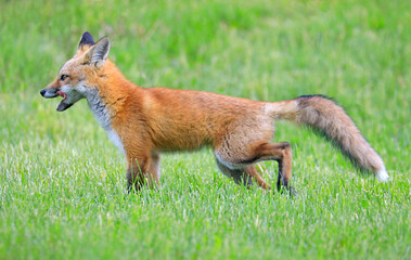 Young red fox portrait with green foreground and background