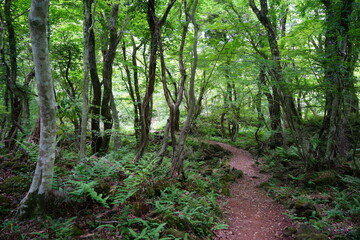 path through lively spring forest