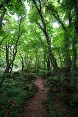 Fototapeta na wymiar path through lively spring forest