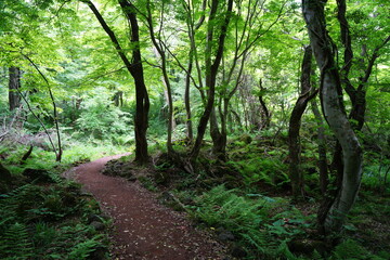 Fototapeta na wymiar refreshing spring forest with path