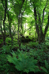 Obraz premium primeval forest in springtime