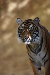 Tiger close up