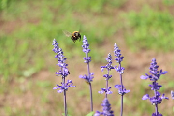 bee and flowers