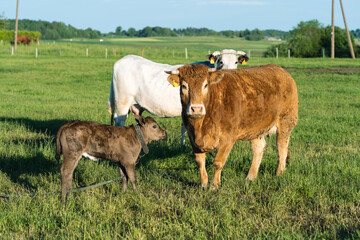 Cow with calf. Brown cows.