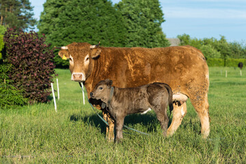 Cow with calf. Brown cows.
