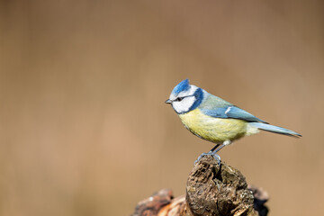 Eurasian blue tit (Cyanistes caeruleus) in spring in the nature protection area Mönchbruch near...