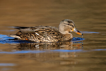 Female Mallard (Anas platyrhynchos) swimming on a lake in the nature protection area MÃ¶nchbruch near Frankfurt, Germany.