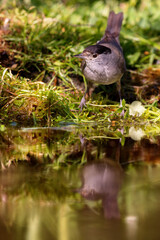 Eurasian blackcap (Sylvia atricapilla) sitting at a pond in spring.