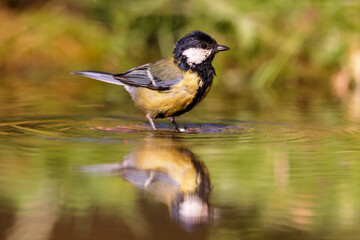 Great Tit (Parus major) sitting at a pond in spring.