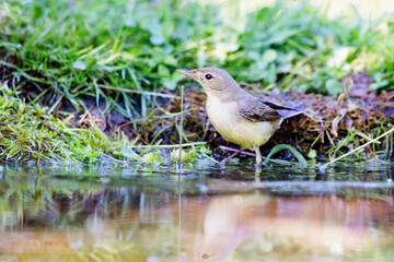 Icterine warbler (Hippolais icterina) sitting at a pond in spring.