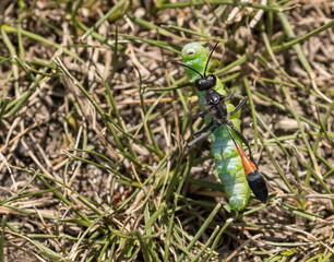 Eine Schlupfwespe hat eine grüne Raupe gefangen