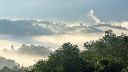 panorama of Borneo jungle with morning fog