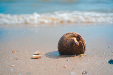 coconut on the beach