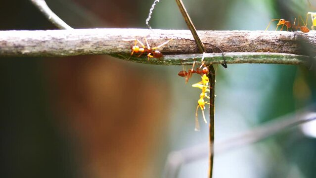 Orange gaster or Weaver or Green tree ant herd  walking on plant tree branch with natural black with brown and white color background, Thailand