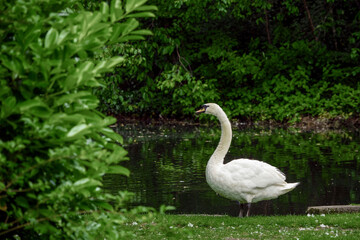 Beautiful swan by a lake in a dark green park.