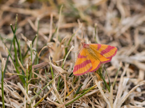 Ein ganz seltener Schmetterling in gelb mit roten Streifen