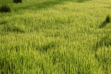 green rice field
