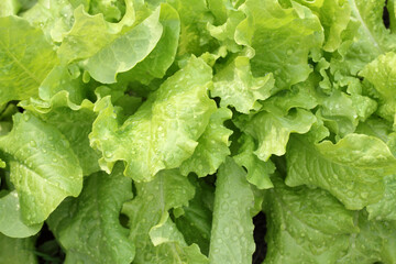 green lettuce leaves after rain. fresh summer vegetable