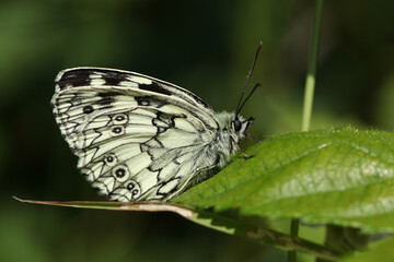 A Marbled White Butterfly, Melanargia galathea, perched on a leaf.