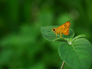 Fiery skipper butterfly on plant leaf with natural green background,, Black stripes and dots on the brown wings of a tropical insect, Thailand